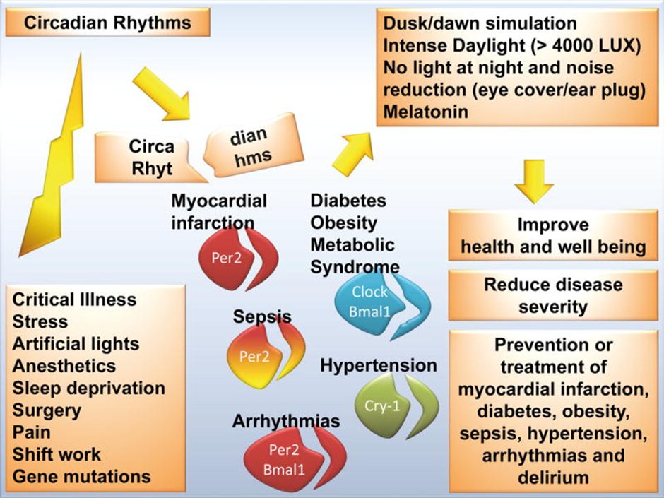 Heart attacks, diabetes, obesity, hypertension and metabolic syndrome are all linked to disrupted circadian rhythm: - Stress, artificial lights, sleep deprivation, shift work, illness and pain can all lead to these disruptions. - Exposure to sunlight or intense daylight