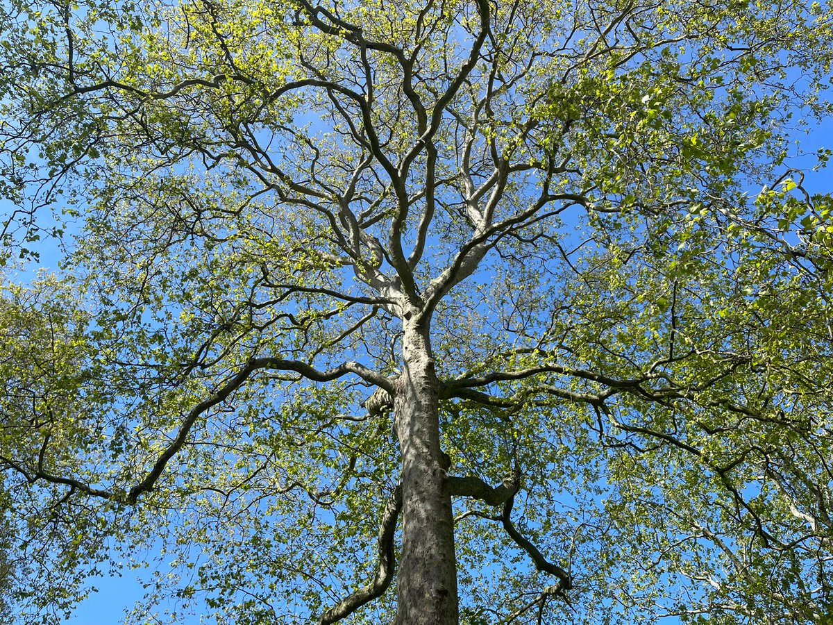 How can trees help you this summer? ☀️🌡️

🌳 Trees reduce temperatures through shade and transpiring water. One mature tree can produce the same cooling effect as 10 ACs 🍃🆒

This becomes an effective tool in reducing urban heat islands in cities.