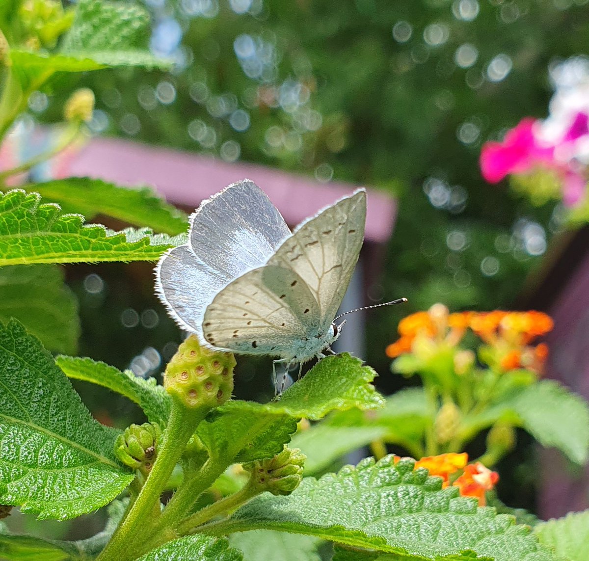 Here's a Holly Blue #butterfly chrysalis that will emerge soon 🤞 Next to it is a female Holly Blue, you can tell as it has more dark blue on its upper wing to a male. I'm guessing it will be a female. 😁 🥚🐛🥐🦋 #butterflies #learn #Lepidopterist #conservation