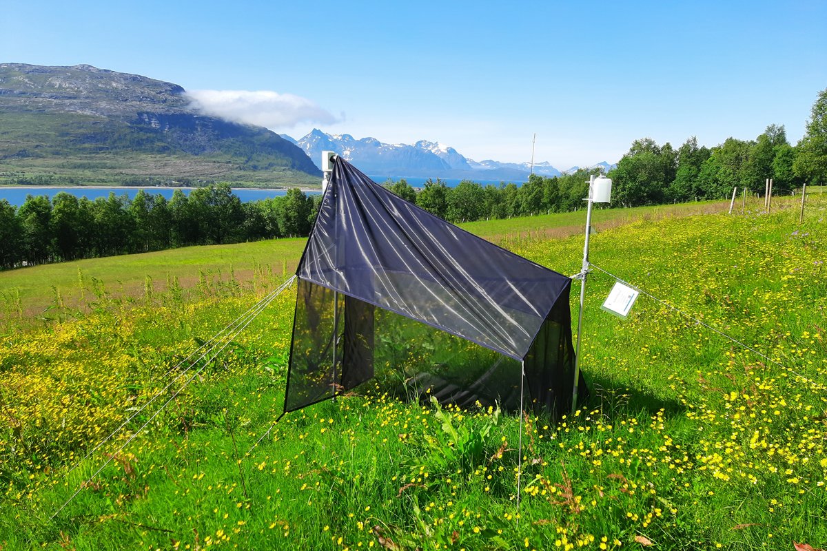 NINAforskning's tweet photo. Mengden av insekter har gått ned i Norge de siste fire årene. Været ser ut til å påvirke insektene, som foretrekker kalde og snørike vintre: https://t.co/WbVOOZNce2 #insekter #klima #natur #naturforskning #ninaforskning https://t.co/EpQCvbYaMN