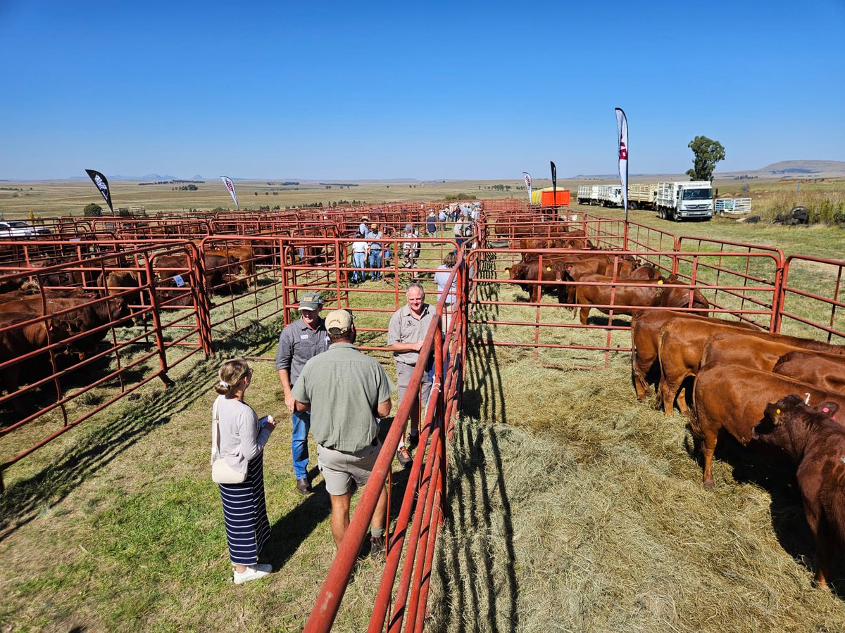 Lekker by die befaamde Bovelder Bees Studiegroep op Vrede by hulle Nasionale Elite Veiling gekuier. 25 telers wat elk 10 van hulle beste verse beskikbaar gestel het, en wat toe 'n gemiddelde prys van R20 044 behaal het. Welgedaan ook aan Deon Stegman se @BKBLtd span. @landbou