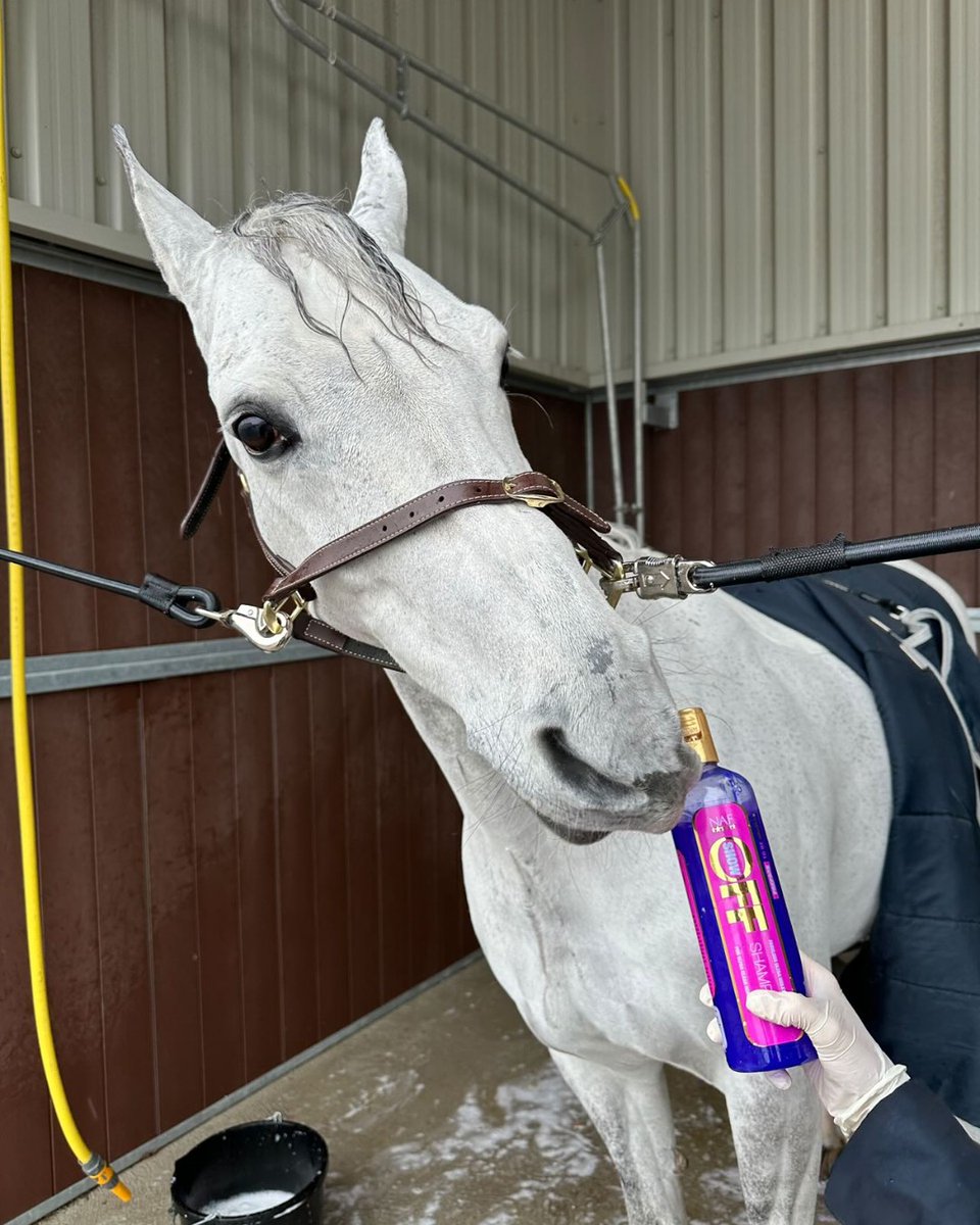 Springtime = bath time! 🛁 With some warm days to look forward to a good bath will be helpful to get rid of any winter scurf and loose hair as our horses change their coats. What's your NAF Shampoo of choice? 📸 : @abigailgraydressage