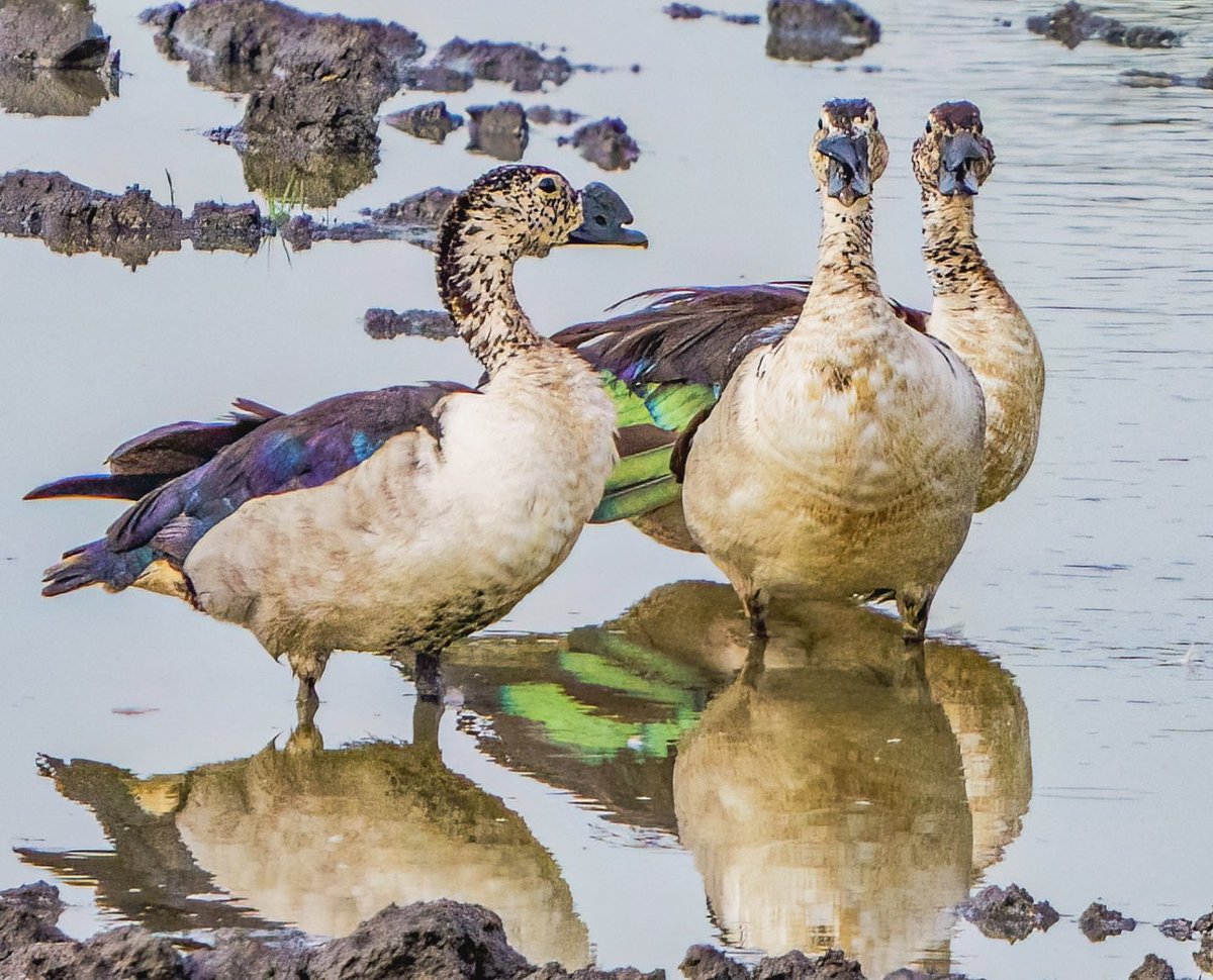 The somewhat bizarrely named Knob-billed Duck @Natures_Voice #BBCWildlifePOTD #NaturePhotography #birding #wildlifephotography #TwitterNaturePhotography