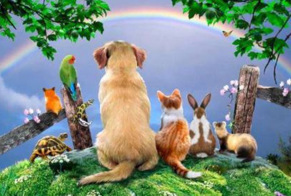 Today is our Rainbow Pet Day 🌈 A day to remember pets we have loved but are no longer with us. We keep them safe in our hearts. Share photos and memories. Use the #RainbowPetDay so we can chat and see your posts ❤️