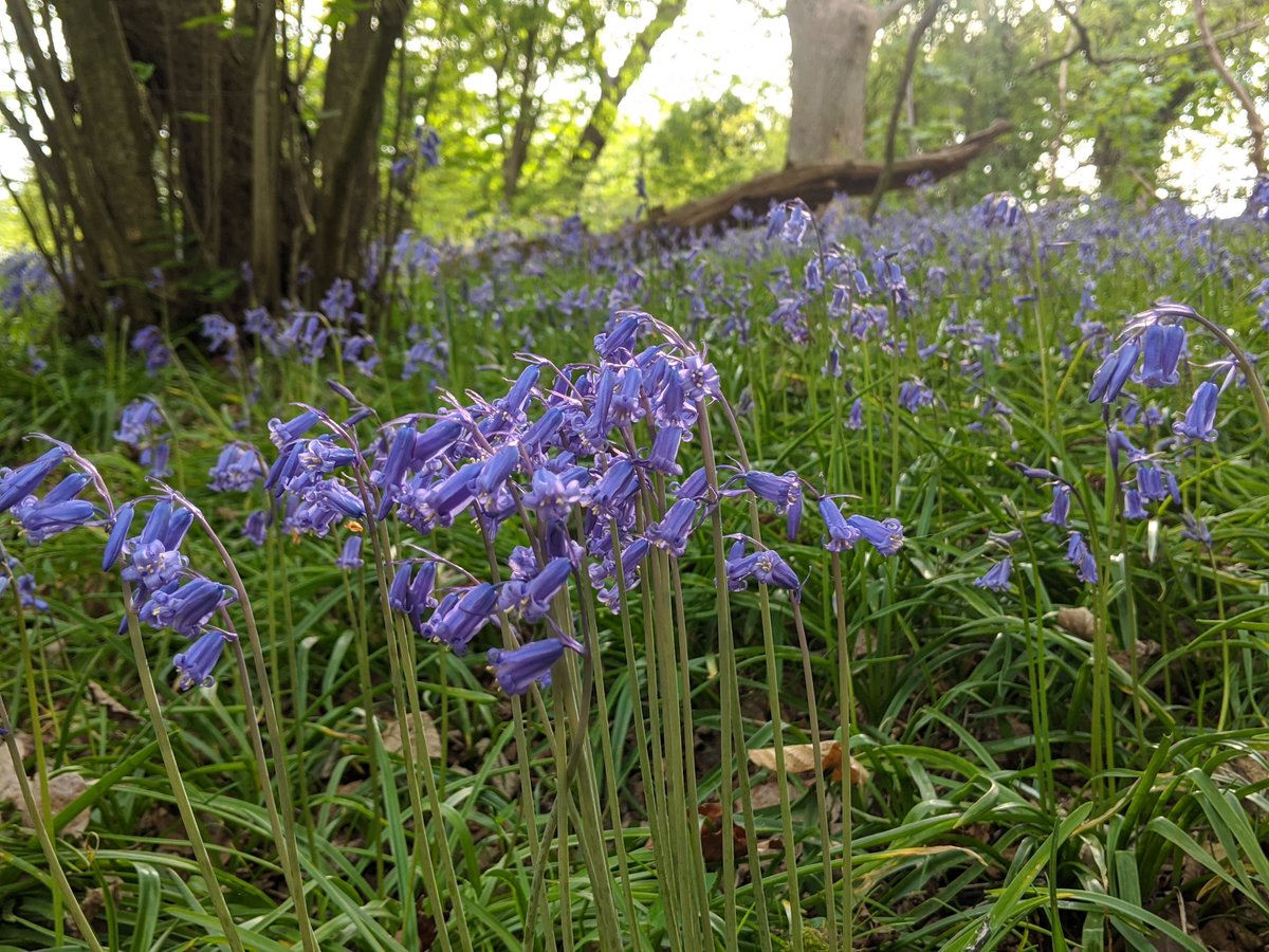 Good morning! Another fine day ahead, the bluebells still look fantastic in our woods (free entry), our '3 x £5.00 plants for £12.00' offer is still on, tulips are still out in the garden, and we have cake too! Open Wed-Sat 10-5. Closed Sunday and Bank Holiday Monday.