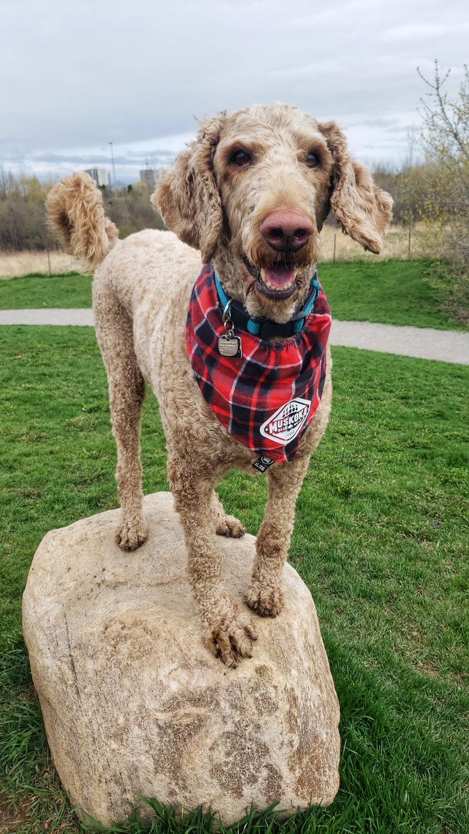 Goose is all dressed up and ready to tackle this day! 🐾❤🐶🐕❤🐾 #sillyGoose #greyGoose #Thursdaythoughts #walkinthedoginwhitby #walkinthedog