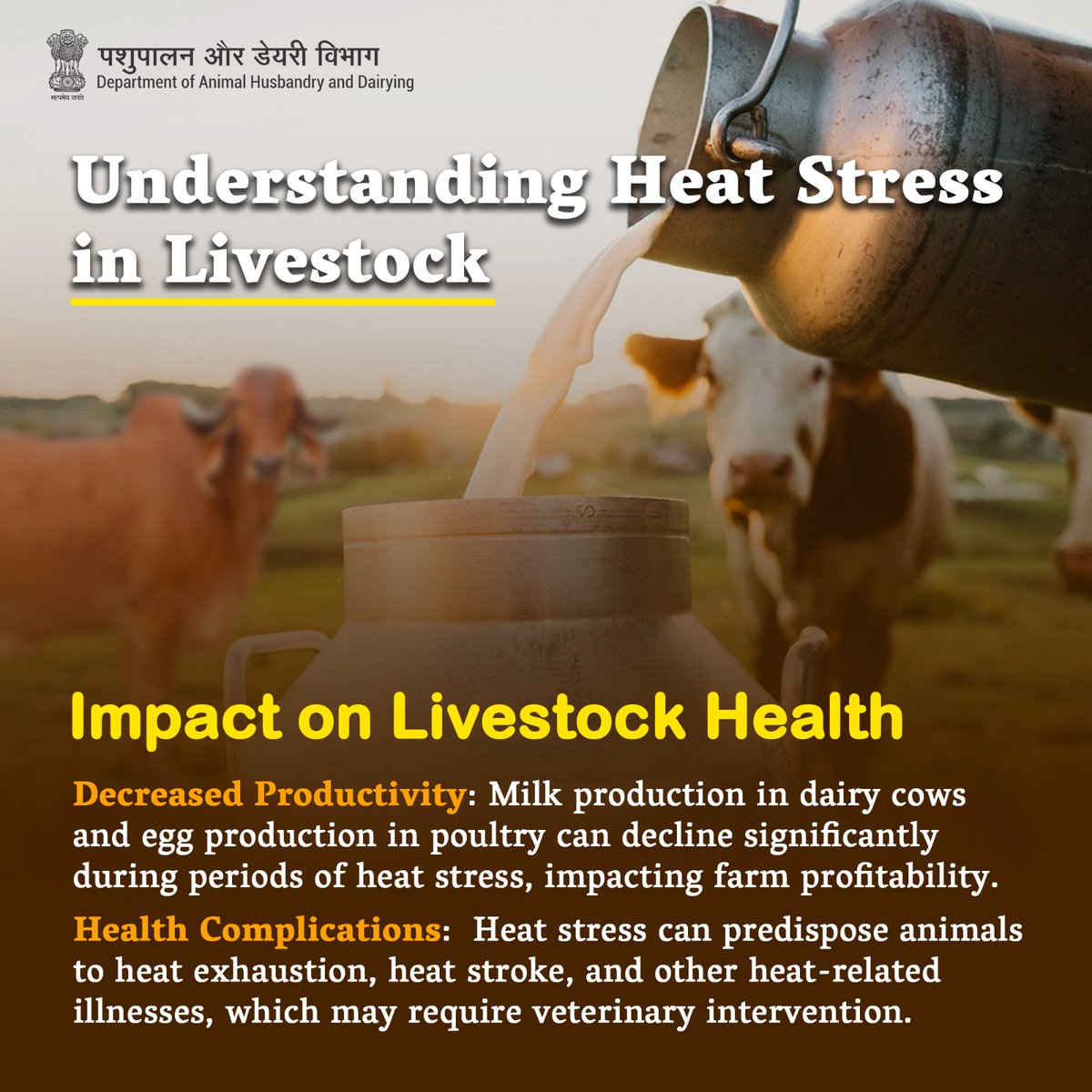 Heat stress hits hard: Livestock suffer reduced productivity and health complications, risking farm profits and animal well-being. #HeatStressAwareness #LivestockHealth #AnimalWellness #beattheheat2024