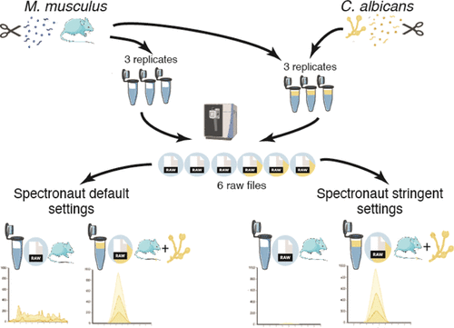 Optimizing Spectronaut Search Parameters to Improve Data Quality with Minimal Proteome Coverage Reductions in DIA Analyses of Heterogeneous Samples pubs.acs.org/doi/10.1021/ac… --- #proteomics #prot-paper