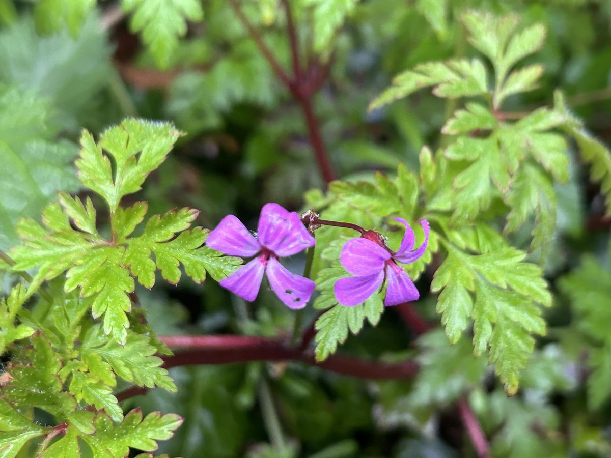 Mr Herb Robert #wildflowerhour #NatureBeauty