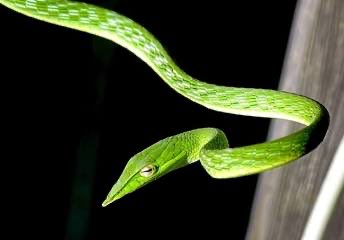 @AMAZlNGNATURE The Green Vine Snake, also known as Ahaetulla nasuta, is a slender and arboreal snake found in the forests of Southeast Asia and India. 

Its slender body and bright green coloration allow it to blend seamlessly with the foliage, making it an expert at camouflage. Despite its…