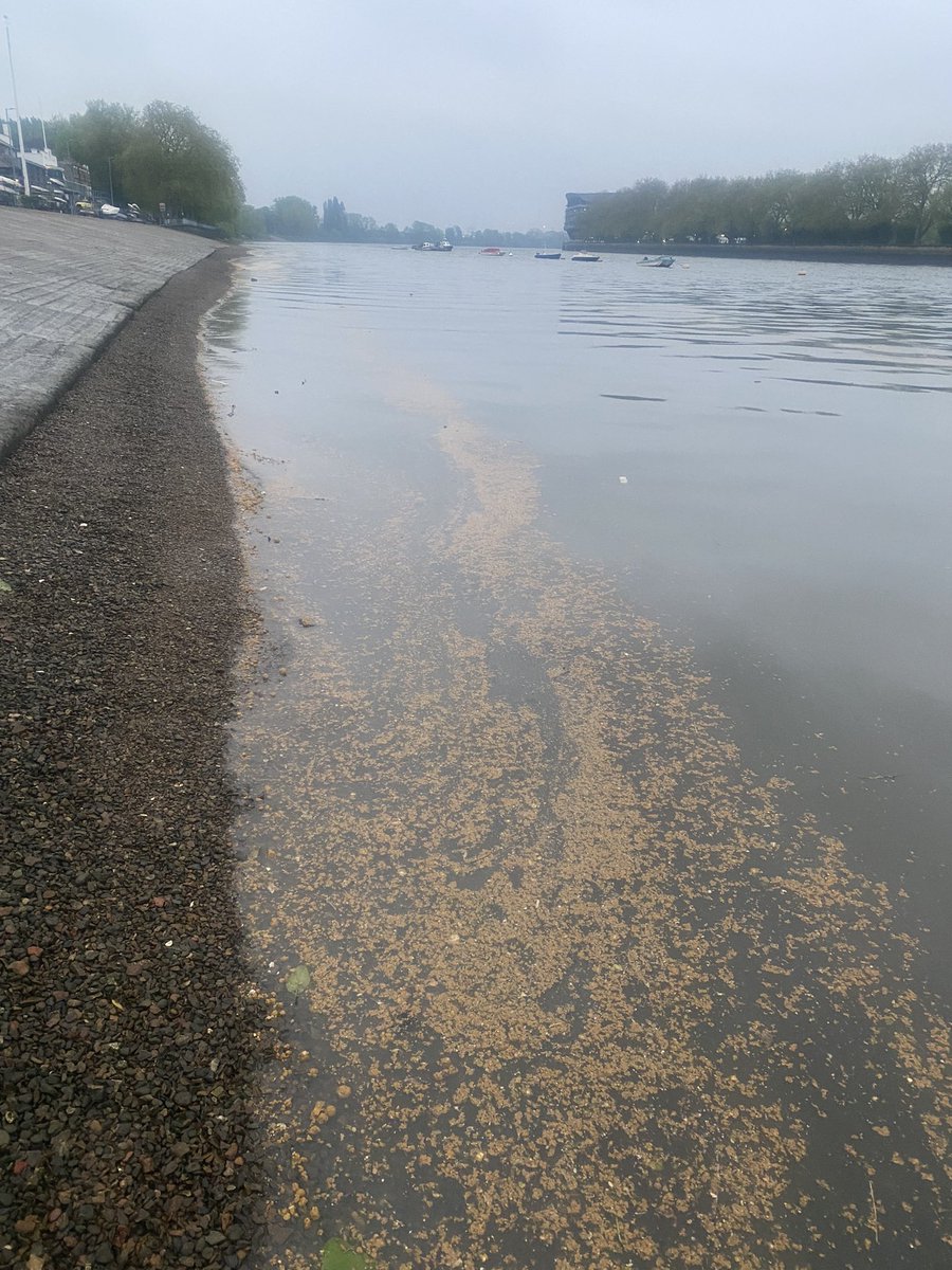 No rowing this morning - visible slick of human sewage on the river at Putney. @BritishRowing @PutneyFleur @thameswater #riverthames #sewage