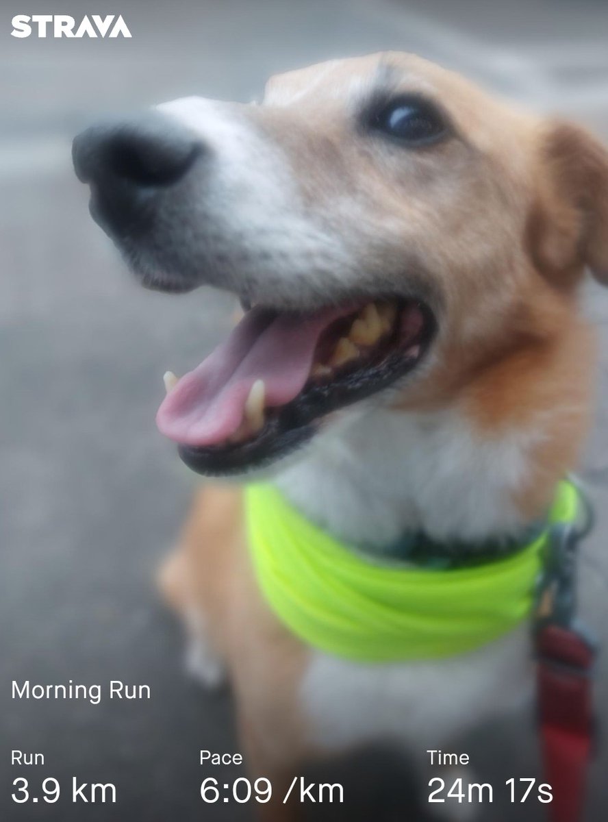 Morning doggie run. #dogswhorun #dublinrunners ❤️🇮🇪🇪🇺🏃‍♀️🙏🐕