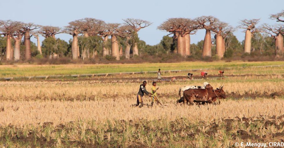 2 platforms in partnership for research & training in #Madagascar have been extended for 5 years. They are aimed at exploring & tackling issues surrounding sustainable #development of family farms & the preservation of #biodiversity & the #environment. 👉 cirad.fr/en/press-area/…