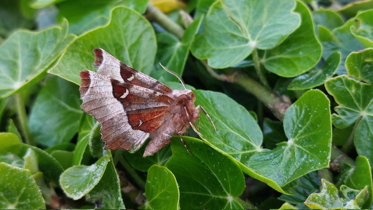 Only 2 moths in the trap this morn. White Ermine and Purple Thorn...  #Teammoth #Northumberland