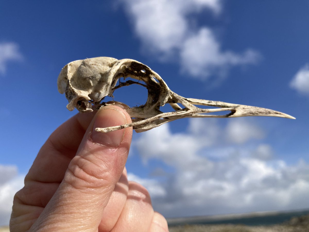 Today I have packed an assortment of sea bird skulls and sent them off to a sound technician as part of an exciting collabrative project with @garefowlmusic #guillemot