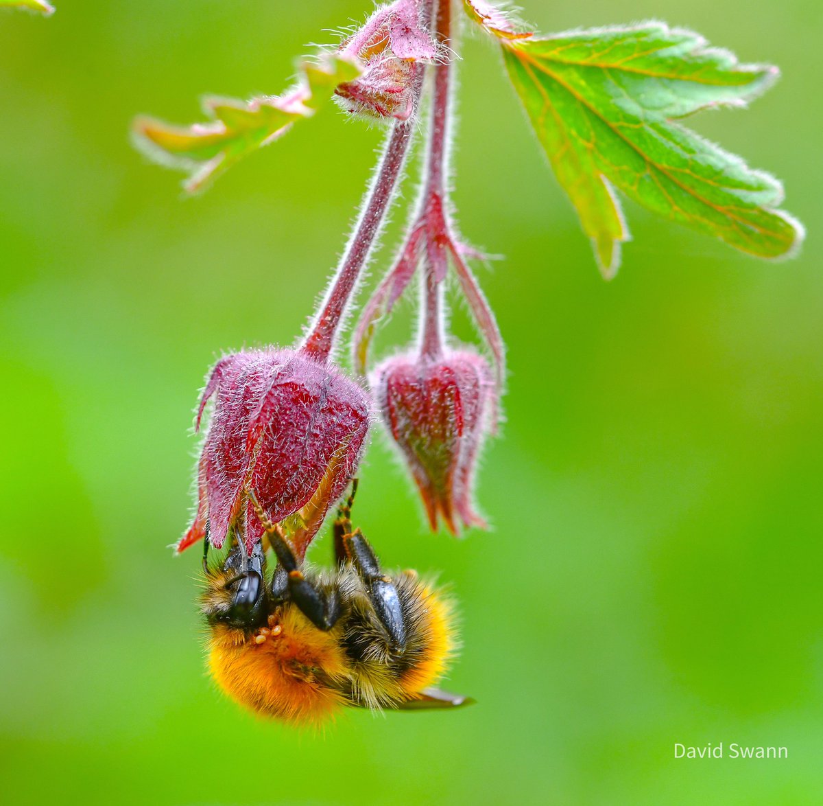 Bee. @Natures_Voice @NorthYorkMoors @YorksWildlife @WoodlandTrust @MacroHour @wildflower_hour @BumblebeeTrust