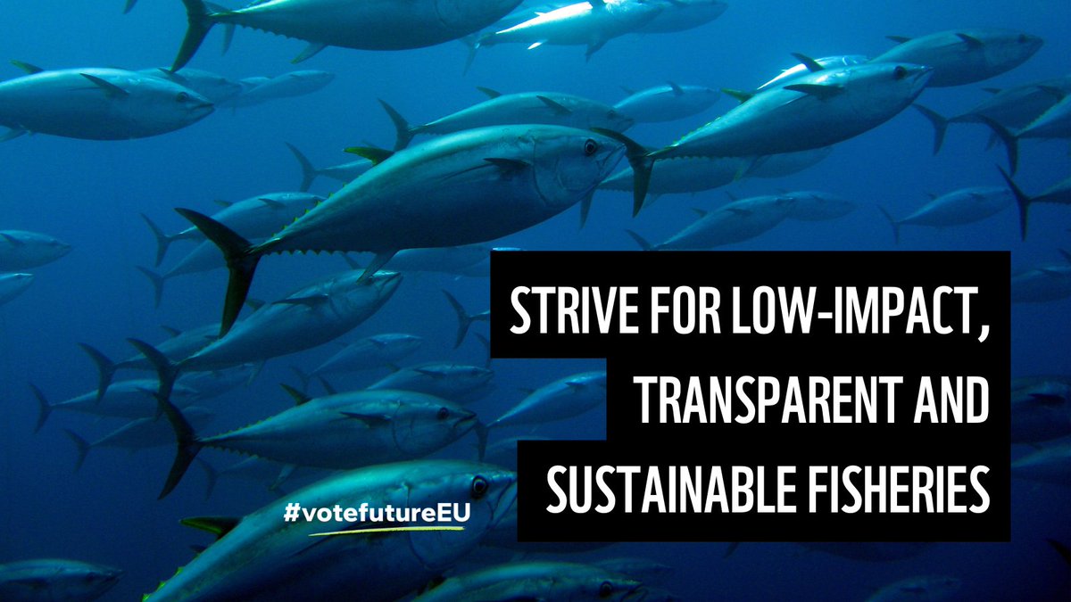 #DidYouKnow? Tuna is the EU's most consumed fish product! It's the canning industry's MOST important product, with around 80,000 jobs along the supply chain. Policies supporting a healthy ocean full of life are essential for ✅sustainable seafood ✅fishers' futures #WorldTunaDay…