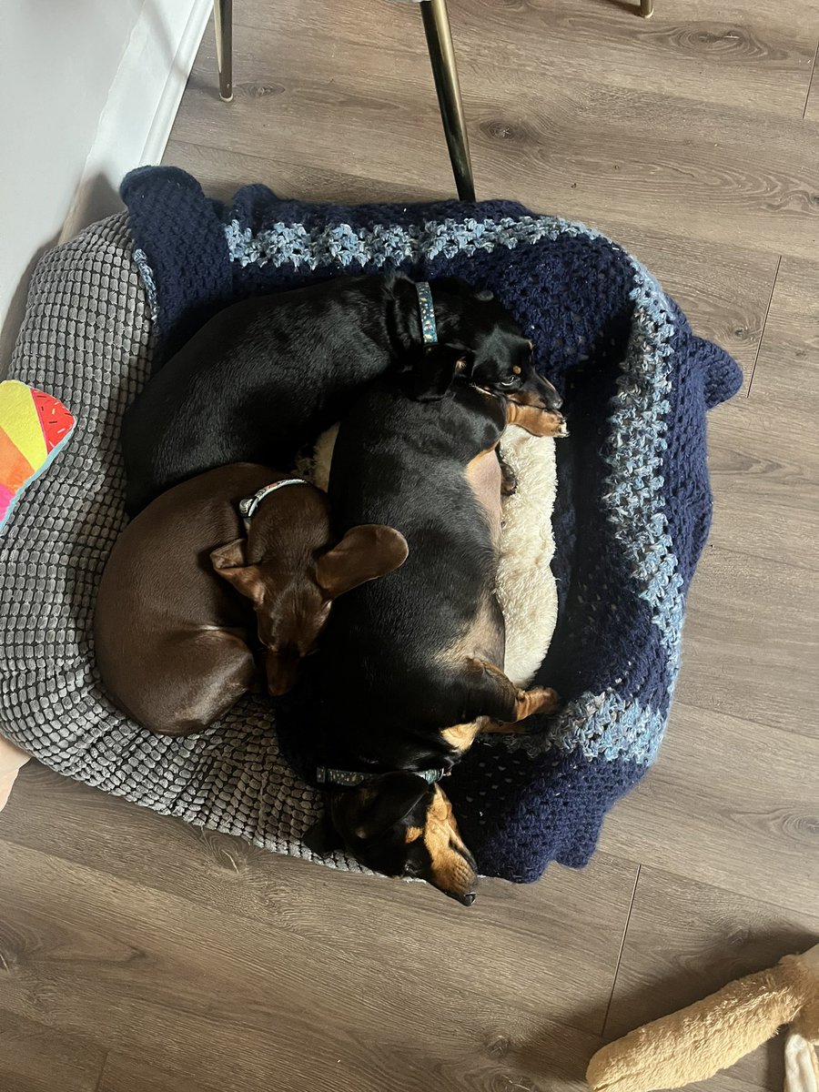 bellaboo39's tweet photo. @GMB I have 3 dachshunds and it’s correct I believe they are the sleepiest 😂 although mine probably sleep more like 20 hours a day! Any excuse for a nap 💤 https://t.co/Z3kJcArVJN