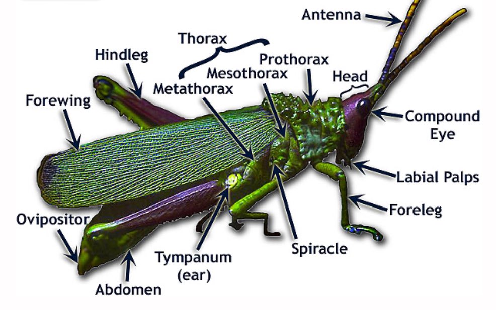 Science Fact 96

Grasshoppers have ears on their stomachs. Two membranes that vibrate in response to sound waves are located one on either side of the 1st abdominal segment, tucked under the wings. This simple eardrum, called a tympanal organ, allows them to to hear each other