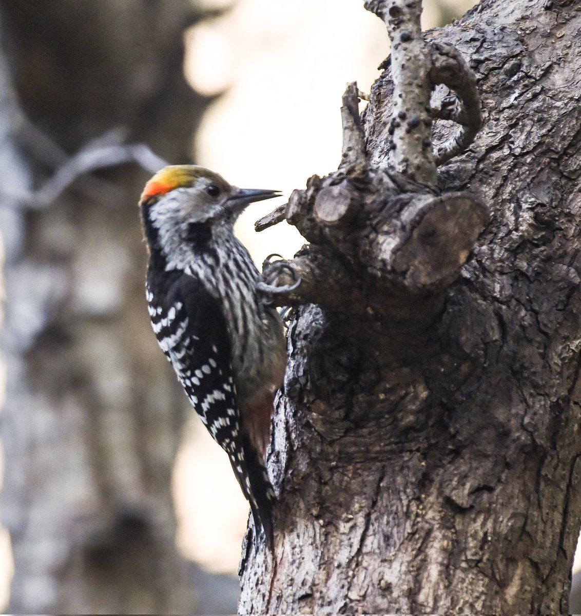 Brown-fronted woodpecker 

#IndiAves #BBCWildlifePOTD #BirdsSeenIn2024 #birds #birding #TwitterNatureCommunity #birdphotography #photooftheday @NatGeoIndia
@NatureIn_Focus #uttrakhandtourism #uttrakhand @Advay_Advait