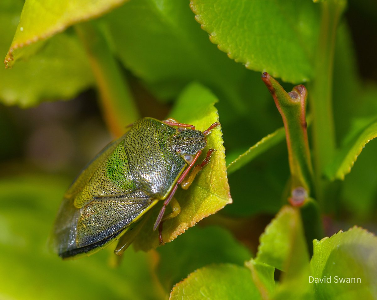 Common Green Shieldbug. @Natures_Voice @NorthYorkMoors @YorksWildlife @WoodlandTrust @MacroHour