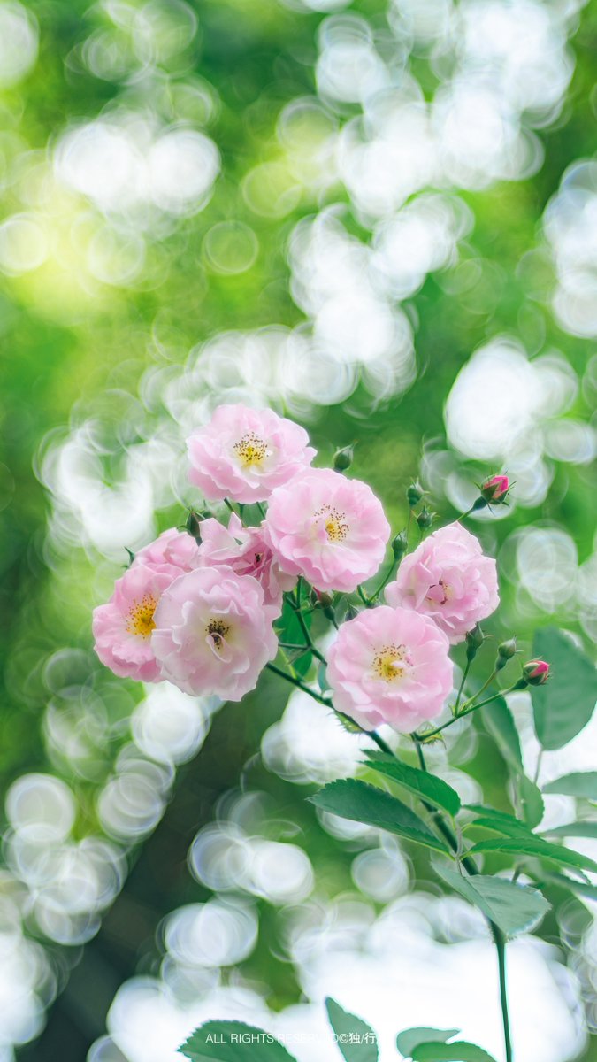 Roses blooming in late spring. 📷独行者- TTArtisan 100mm f2.8 Bubble bokeh #ttartisan #bubblebokeh #rose #flowers