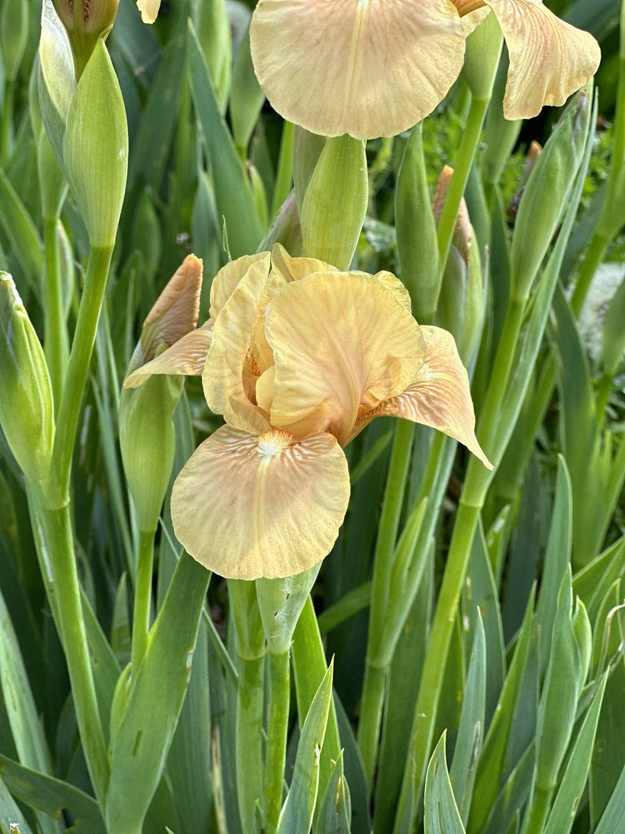 MTB Iris ‘Apricot Drops’ a strong growing miniature tall bearded Iris that makes lovely tight floriferous clumps! Available in August as bareroot plants by mail order! #mtbirisseason #beardedirises #apricotdrops #apricot #irisflower #mailorderplants #irises #irislove #hardyplants