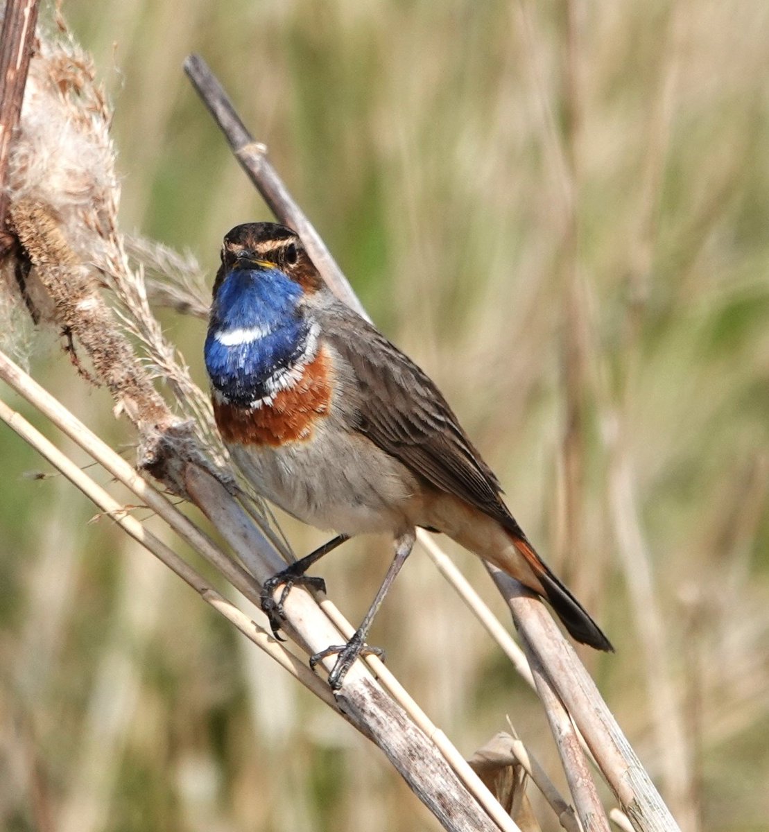 Op #Dag2 van de #fotochallenge #mei_nmooistefotos vandaag met #blauw mag de #blauwborst ook  meedoen @bosw8er_jochem