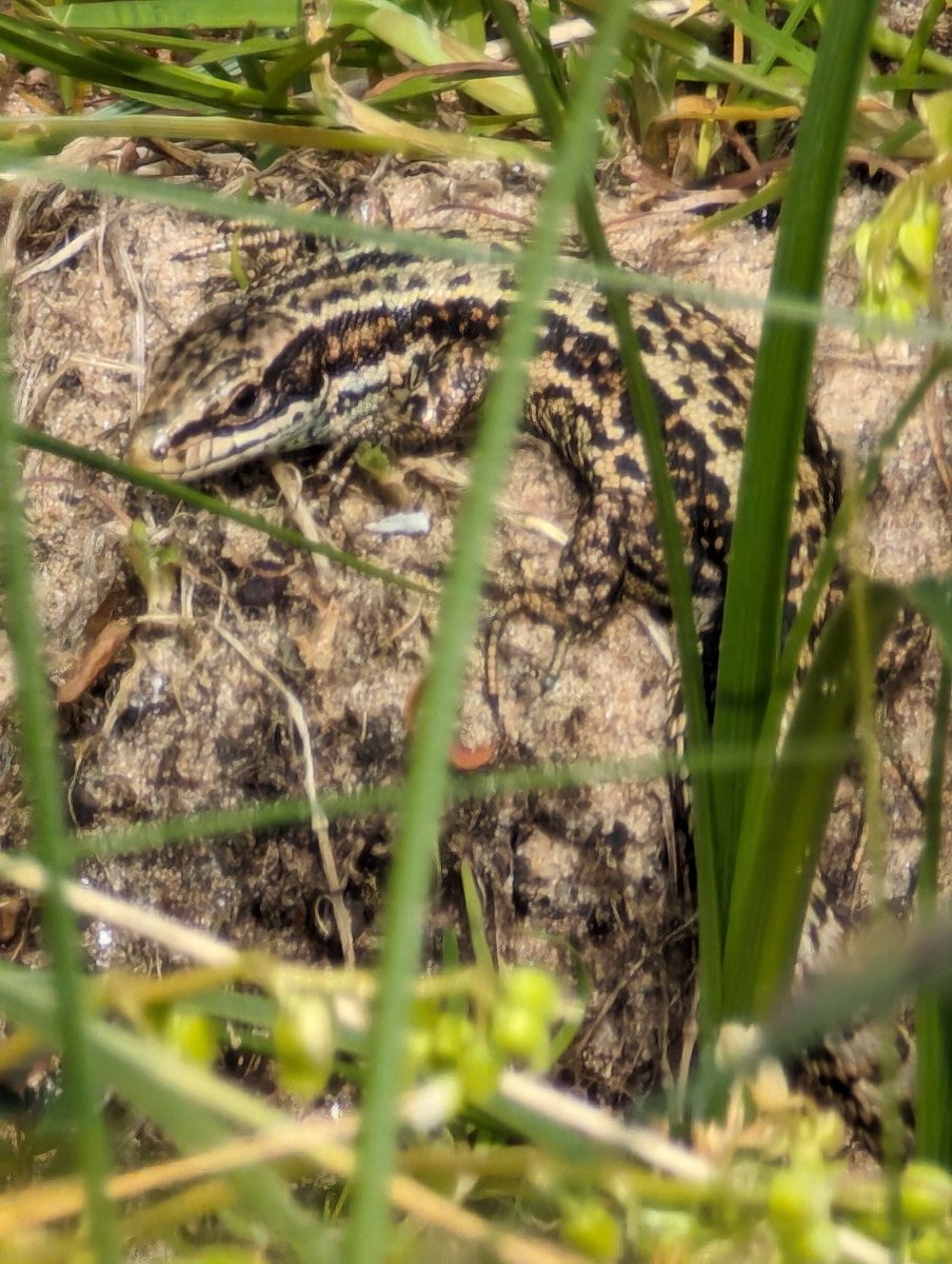 10:30am to near midnight. Now that was a long day, but it was worth it. I thoroughly enjoyed the @FieldStudiesC and @ARC_Bytes Natterjack Toad course yesterday. Fantastic tutors, beautiful locations and best of all, amazing wildlife. Some species in photos held under license.