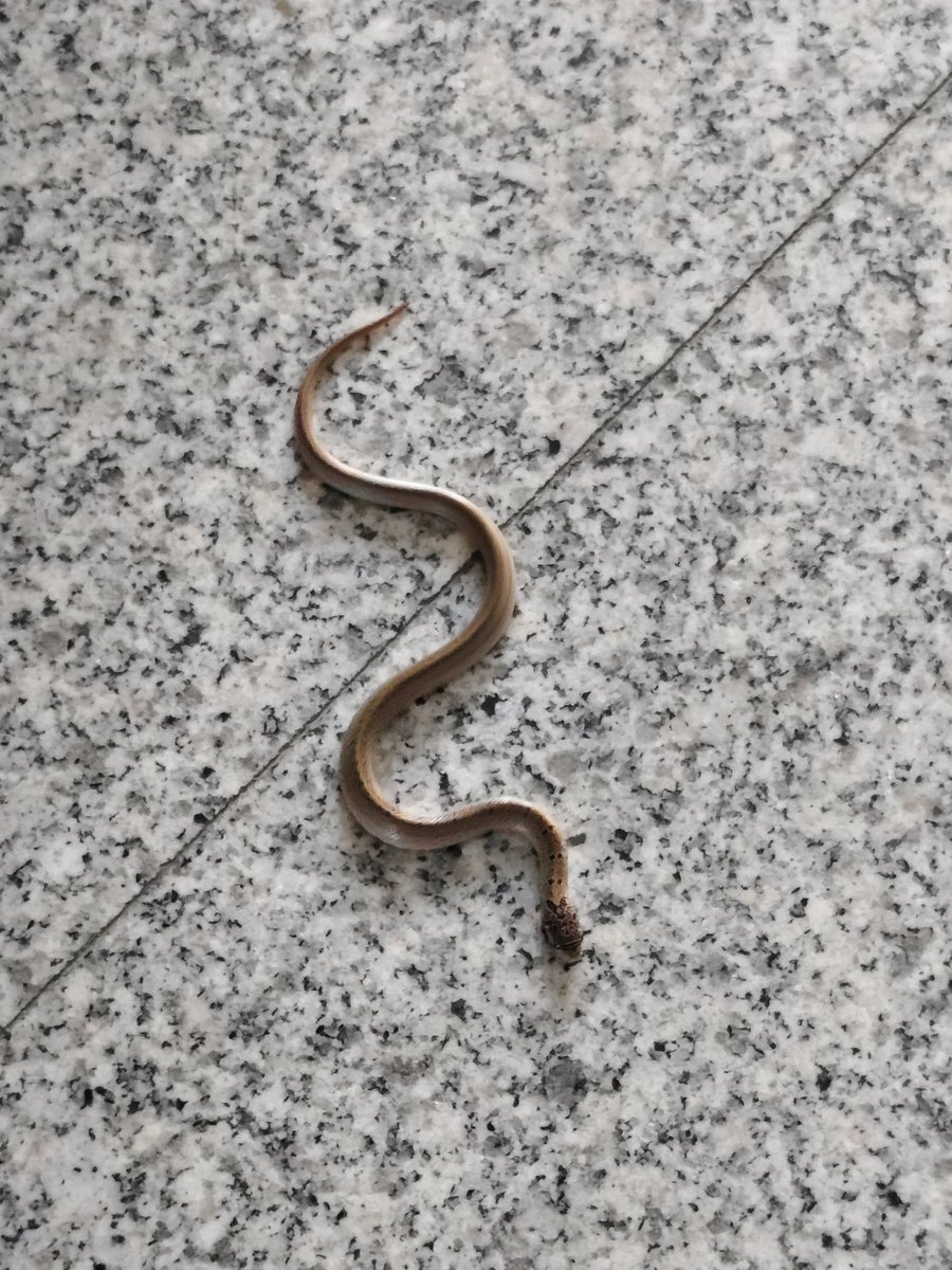 #萬事問推友
學校裡發現了這隻小蛇，腹部是橘色的
想問問牠可能是那種蛇？