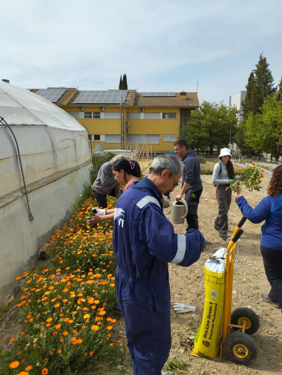 La setmana passada, amb l'alumnat del #CFGM de Producció Agropecuària a distància que oferim en col·laboració amb l'@ioc, vam estar fent pràctiques de producció de planta ornamental a l'#EATàrrega!🏫 Les sessions pràctiques són fonamentals per a la formació del nostre alumnat!😍