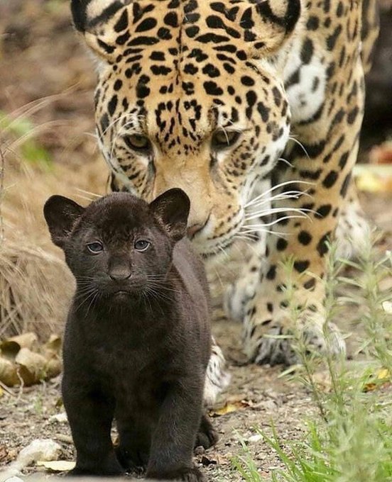Mother adores her child. There's no such thing as a black panther species. Like the leopard cub in this pic some regular panthers and cheetahs are born with black fur due to melanism. They have no problems with acceptance or mating, and pass on the recessive genetic condition.