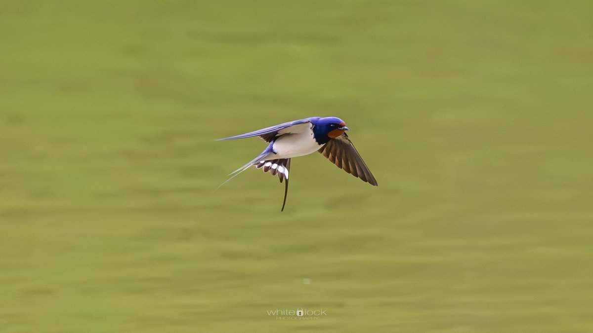 Last weekend we managed to nip to @wwtwashington for an hour or so for a second attempt at capturing the sand martins and managed to capture a #barnswallow picking up a snack off Wader Lake. 

#wetlands #wwt #wwtwetlands #wwtwashington #wildlifephotography #nikonz #200500mmf56