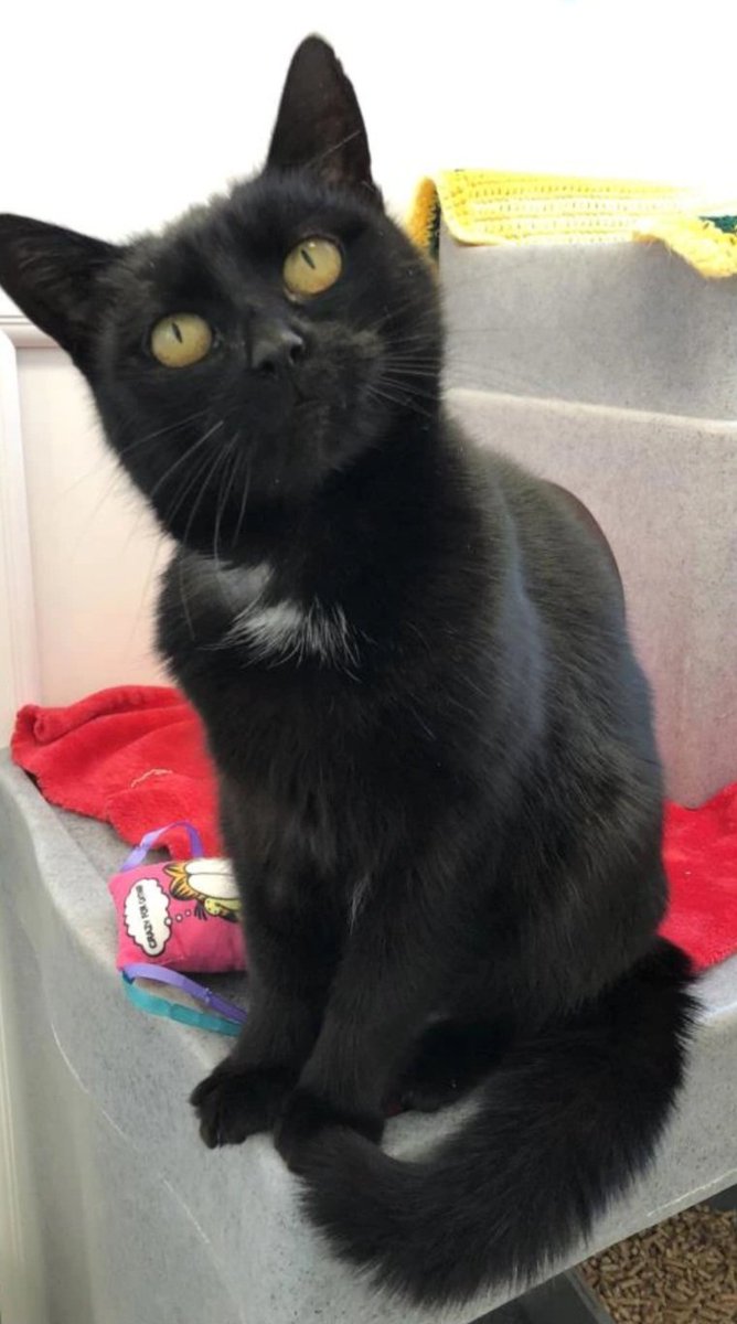 9yro Cleo was sadly abandoned by her previous owners 😿 You wouldn't think this gal was 9! She's super energetic, loves to play and she live laugh loves to be around people and be made a fuss of 🥰 She's hoping to find her 2nd chance soon🤞🏻 👇🏻👇🏻 cats.org.uk/findacatform/?…