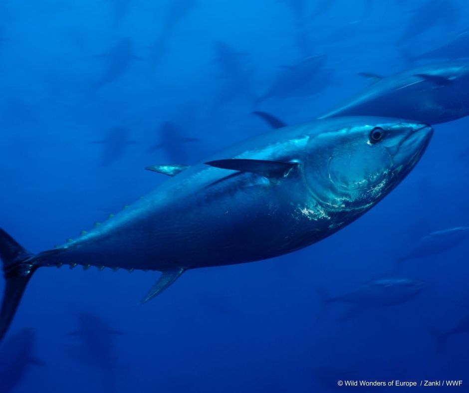 2/4 🇲🇬 Madagascar is a member of the Indian Ocean Tuna Commission (IOTC), an intergovernmental organization responsible for managing tuna & tuna-like species mainly in the Indian Ocean. As a member, we will take part in the 28th session in Bangkok, from May 13 to 17. @WWF_SWIO