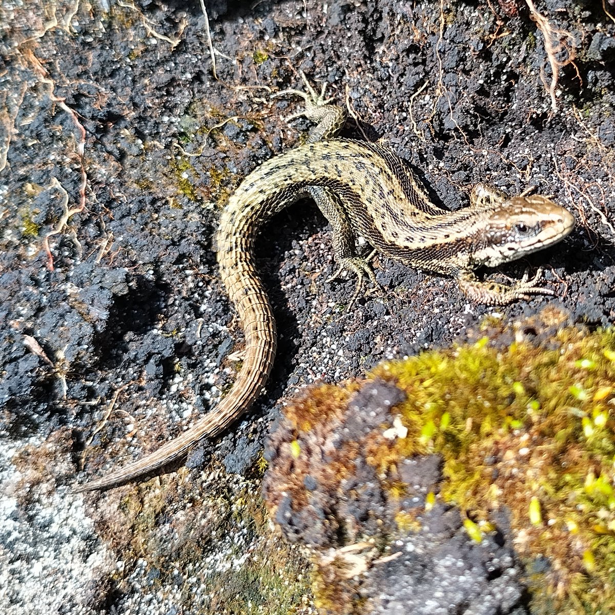 Slightly blurry but beautiful native dragon! The humble common lizard, basking in the early morning sunshine in northumberland national park @NlandNP #dragon #lizard #reptile