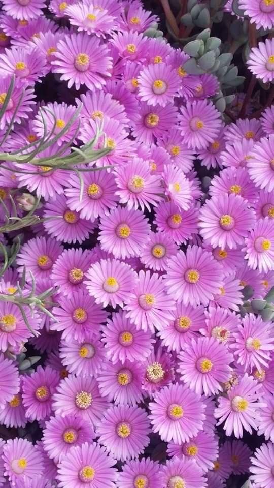 Though genus so morphed 
Into #aster and “ Stars of Latin ”
O’ daisies of old and young 
You breathe anonymity 
From ground parched and wet
With shimmering beauty to astral glow
Waving your smile prudently far and near
Return every heart to the beloved soul !
#vss365 #Bravewrite