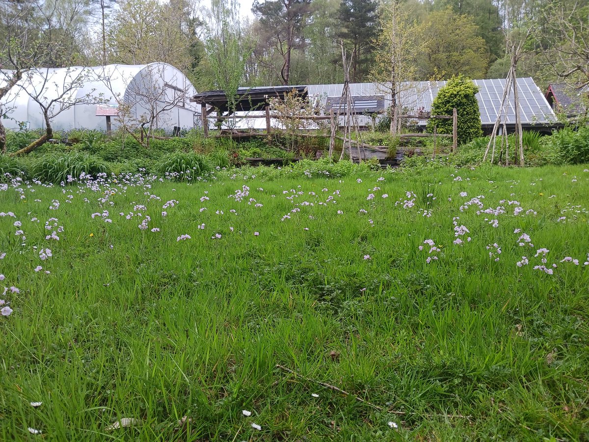 Glorious start to May yesterday on site at @centre_alt_tech and if ever there was proof of the value of #NoMowMay here's one of our lawns bursting with Lady's Smock or Cuckooflower...just waiting to hear their namesake bird calling now!