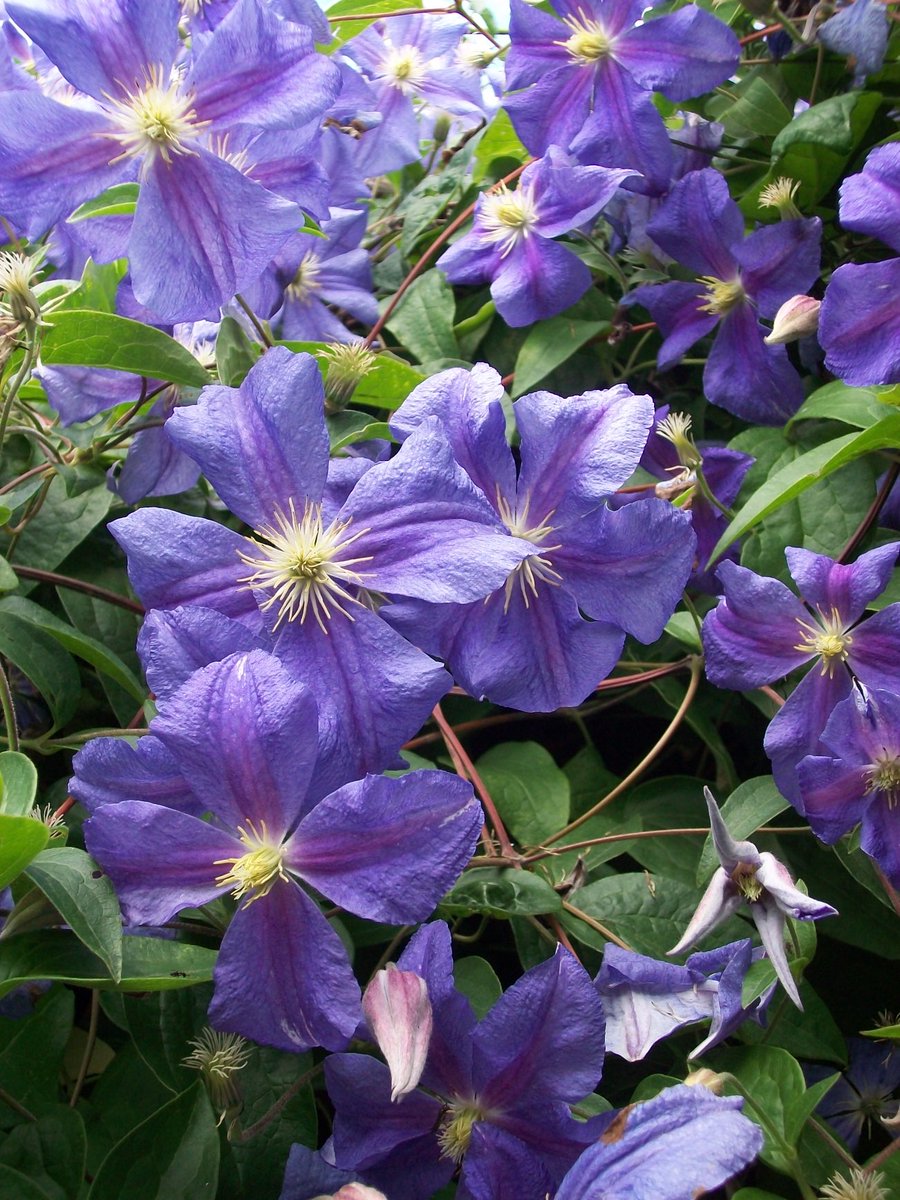 Clematis from my archive for todays #ClematisThursday 💜 Enjoy your day 💜💜