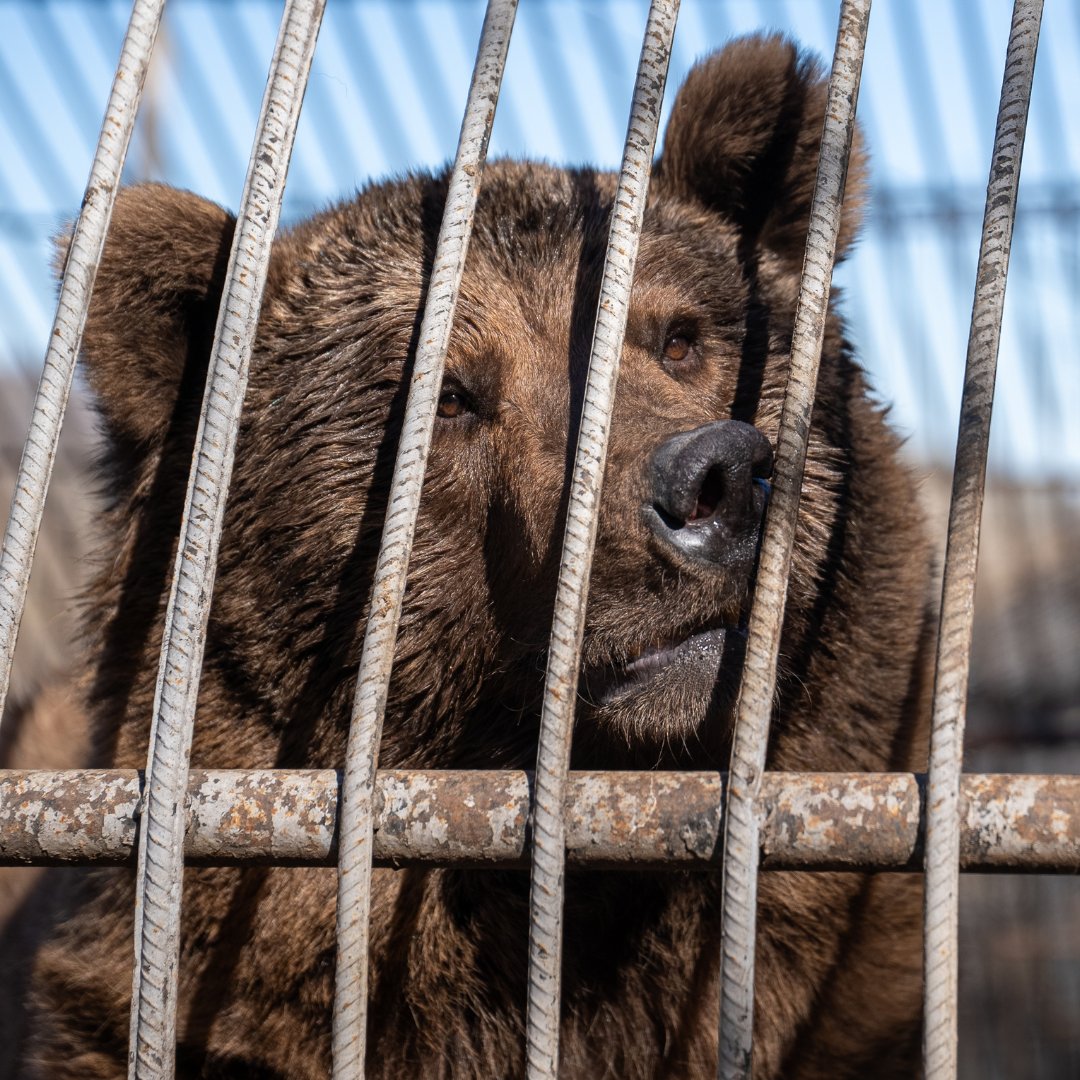 📣 Have you heard the news? Our Sanctuary is planning to rescue two European Brown Bears called Benji and Balu, who have spent their lives so far in a cage on the side of a restaurant in Azerbaijan. Find out more on our website: ➡️ eu1.hubs.ly/H08VHz10 #saveBenjiandBalu