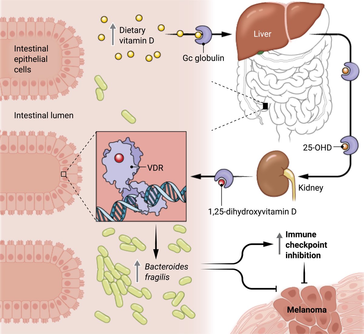 Dietary vitamin D modulates the gut #microbiome to enhance the response to #cancer immunotherapies, according to a new Science study in mice.

📄: scim.ag/6Oq
#SciencePerspective: scim.ag/6Op