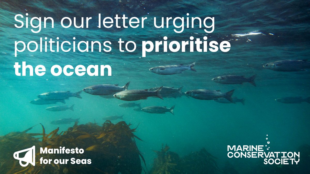 We're calling on the next UK Government to recognise the value of the ocean for nature, climate, health and our economy. We've released an open letter urging them to prioritise the recovery of our seas during this year's election period Sign our letter: mcsuk.org/what-you-can-d…