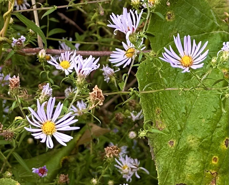 a wink a flutter tiny aster suns a pale lavender whisper seemingly takes flight and carries the careless slowness of summer into the shortening days of autumn and what follows #vss365 #aster