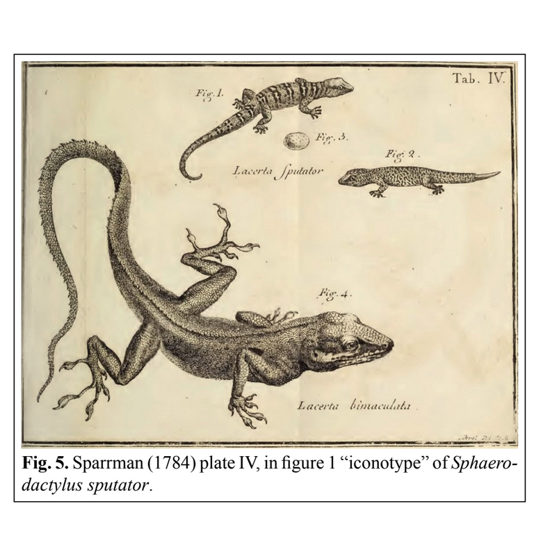 Paru dans #Bibliotheca #Herpetologica vol.18(3) 'Lacertulus minimus variegatus Plumier – a pre-Linnean description of a remarkable gecko (Gekkota: Sphaerodactylidae: Sphaerodactylus) from Haiti(Greater Antilles)' Röesler,H., Ineich,I., @ISYEB_UMR et al. 🦎ishbh.com/2024/04/biblio…