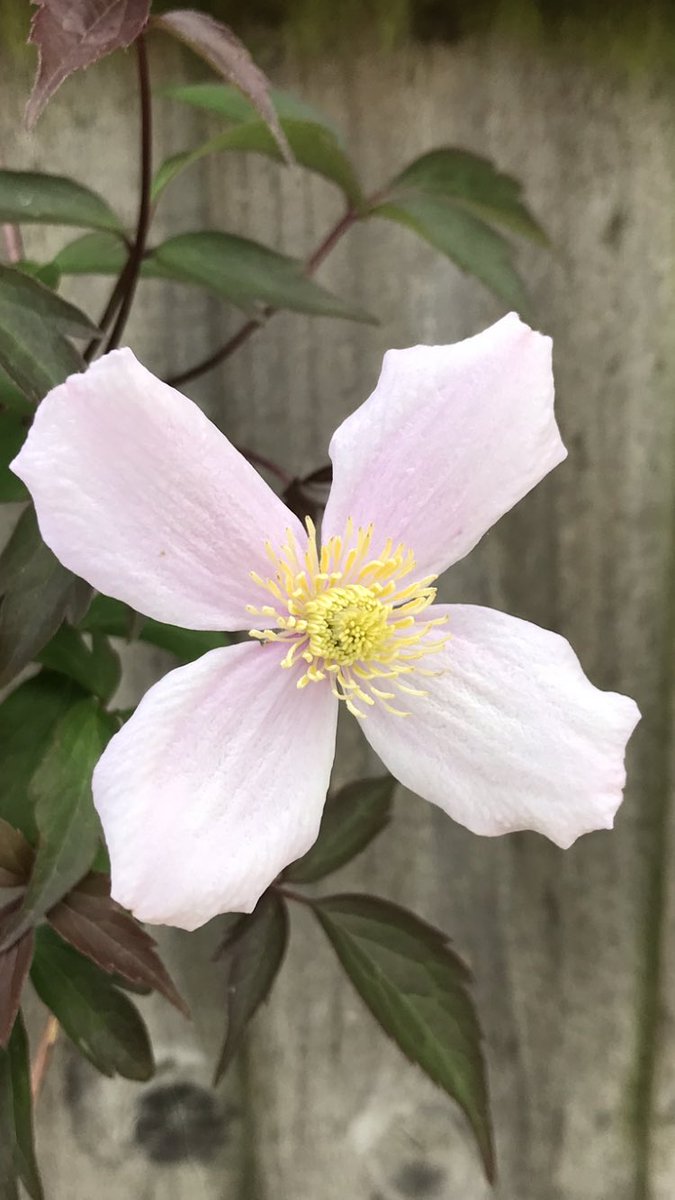 Morning 🌿….. #ClematisThursday…. Have a good one…. HAPPY DAYS!!! 🙂…. #GardeningX #Clematis #Gardening #FoodForTheSoul #PositiveVibesOnly