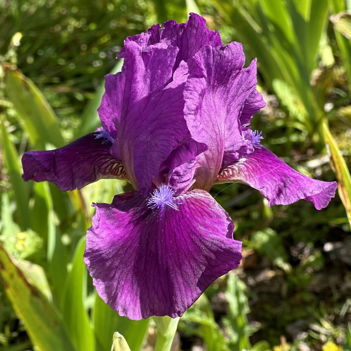 IB Iris ‘Voila’ is an early splash of rich purple across the beds, always an eye catcher so early on! #intermediateiris #voila #droughttolerantplants #beardedirises #iris #purpleflowers #earlyflowers #irises #lincolnshire #seagatenurseries