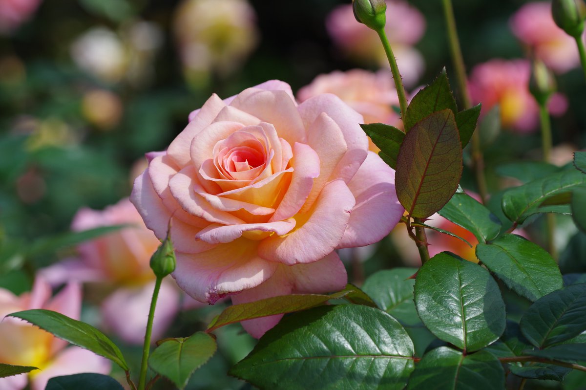 本日の速報　神代植物公園の春バラ

#春バラ 
#神代植物公園バラ園
#RoseGarden