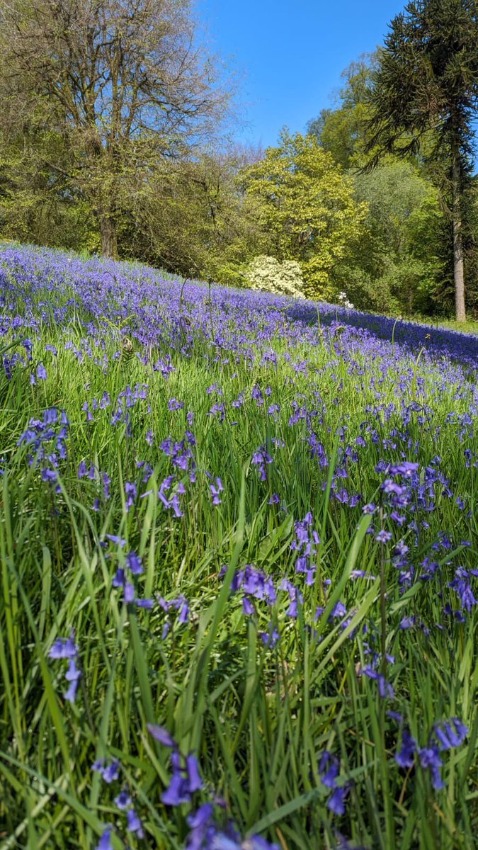 Our bluebells featured on @GranadaReports last night, 7.2 million deep violet-blue flowers 💙 Catch up on the ITVX app!