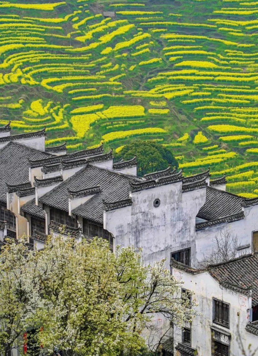 Beautiful terraces.🌿🌼#China #Goodafternoon #NaturePhotography