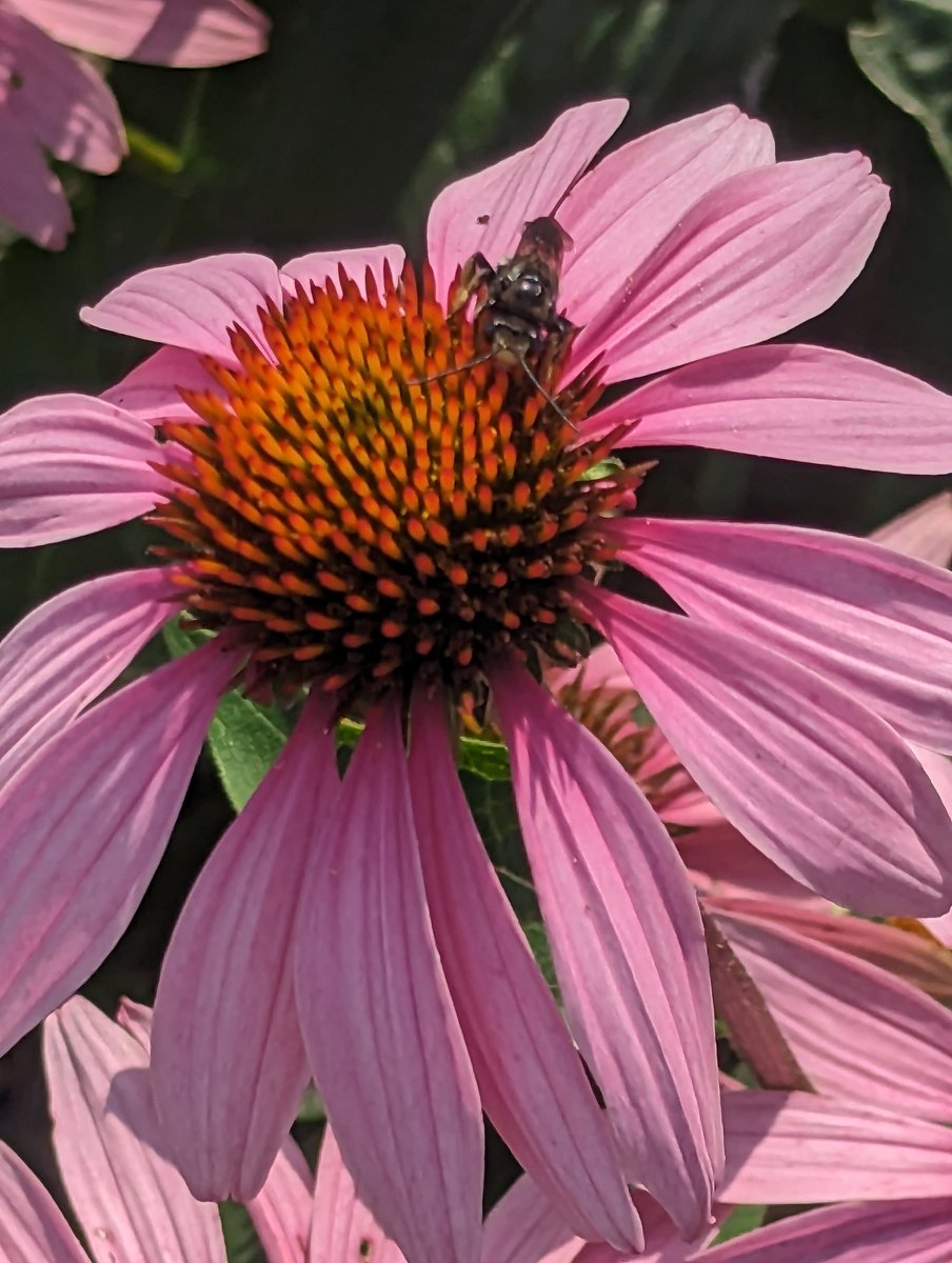 #InsectThursday #flowers #BeHappy #Bekind